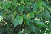 <strong>Grewia crenata - Ramon, Laurence - 75</strong><br />© Ramon, Laurence